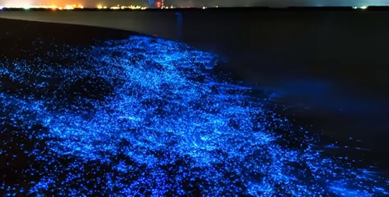 Bioluminescence in a sea beach- best location for luminescence kayaking